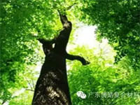 【博皓感悟】欲為大樹，莫與草爭